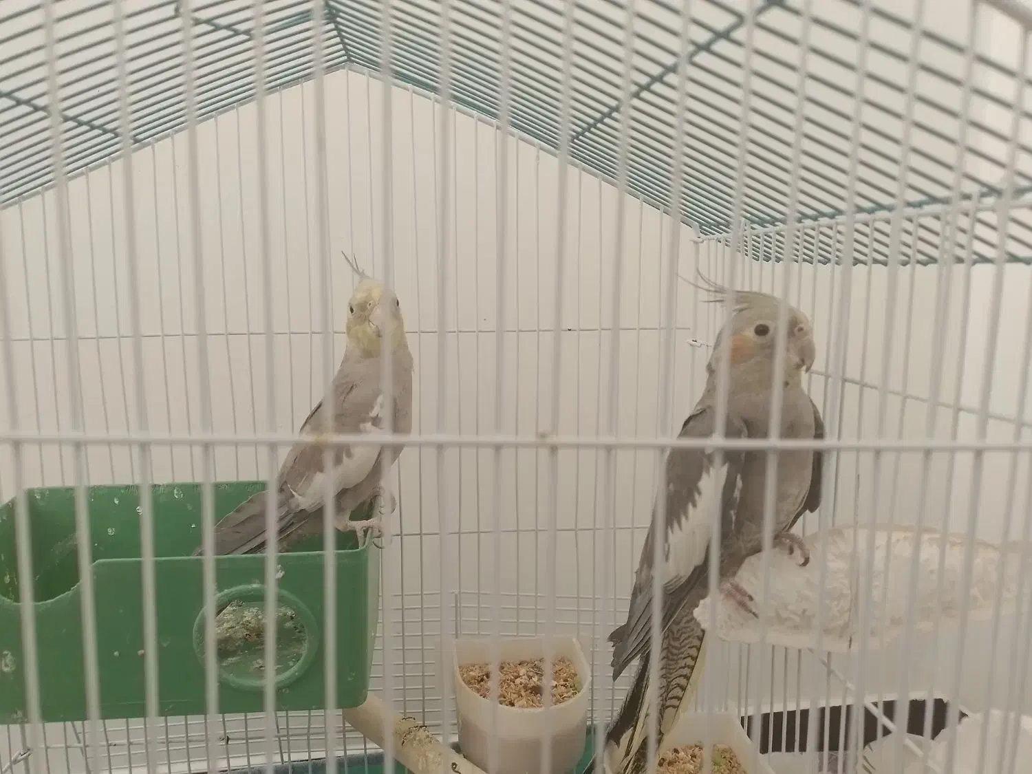 دوتا عروس هلندی نر و رام و دستی|پرنده|تهران, شهرک دریا|دیوار