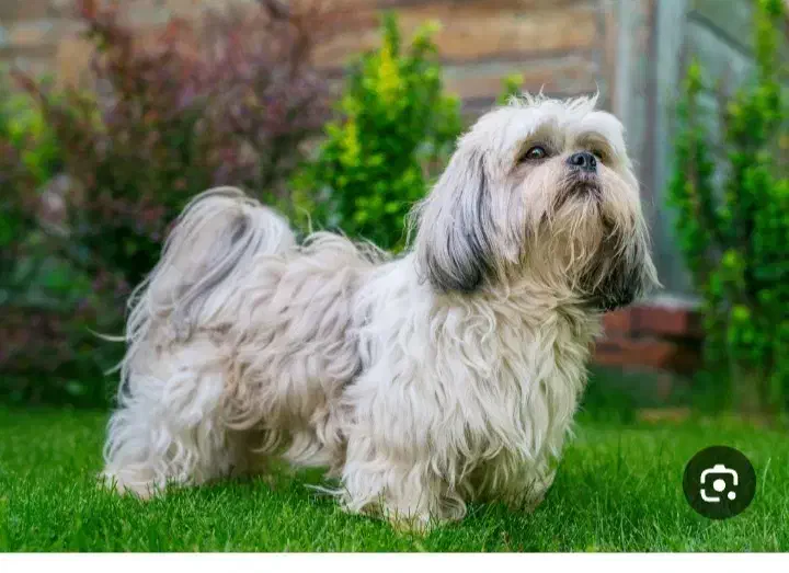 سگ پشمالو گمشده|حیوانات|چترود, |دیوار