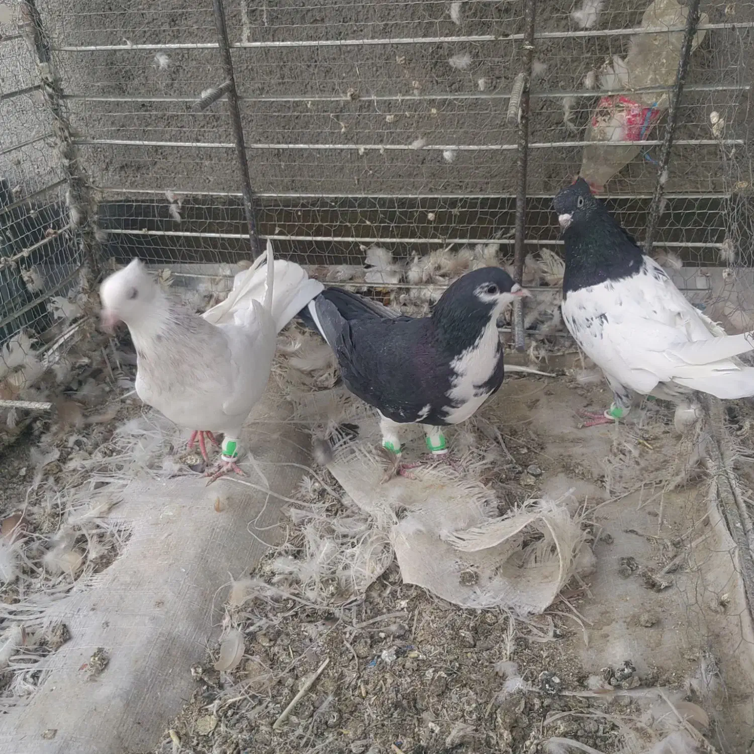 3تا ماده رنگی هوای ب شرط|پرنده|ملکآباد, |دیوار