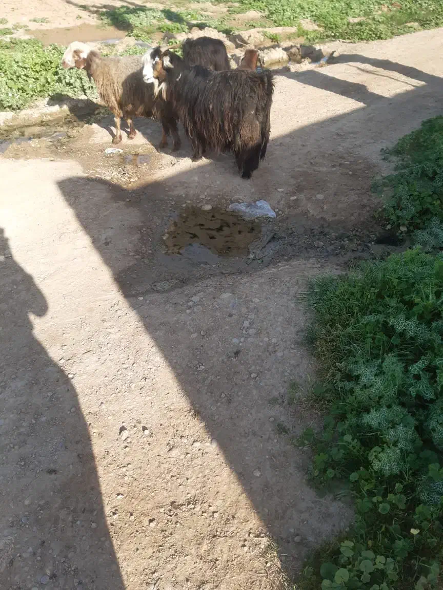 بزغاله|حیوانات مزرعه|اندیمشک, |دیوار