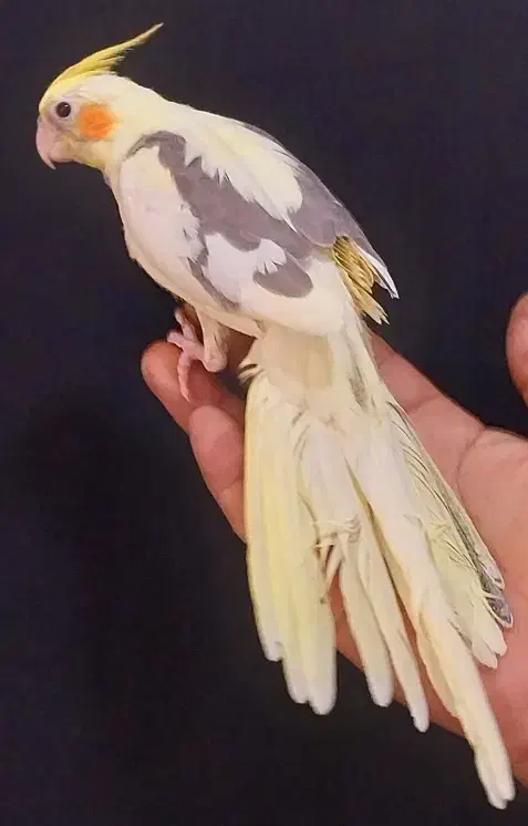 دوتا عروس هلندی معاوضه|پرنده|دورود, |دیوار