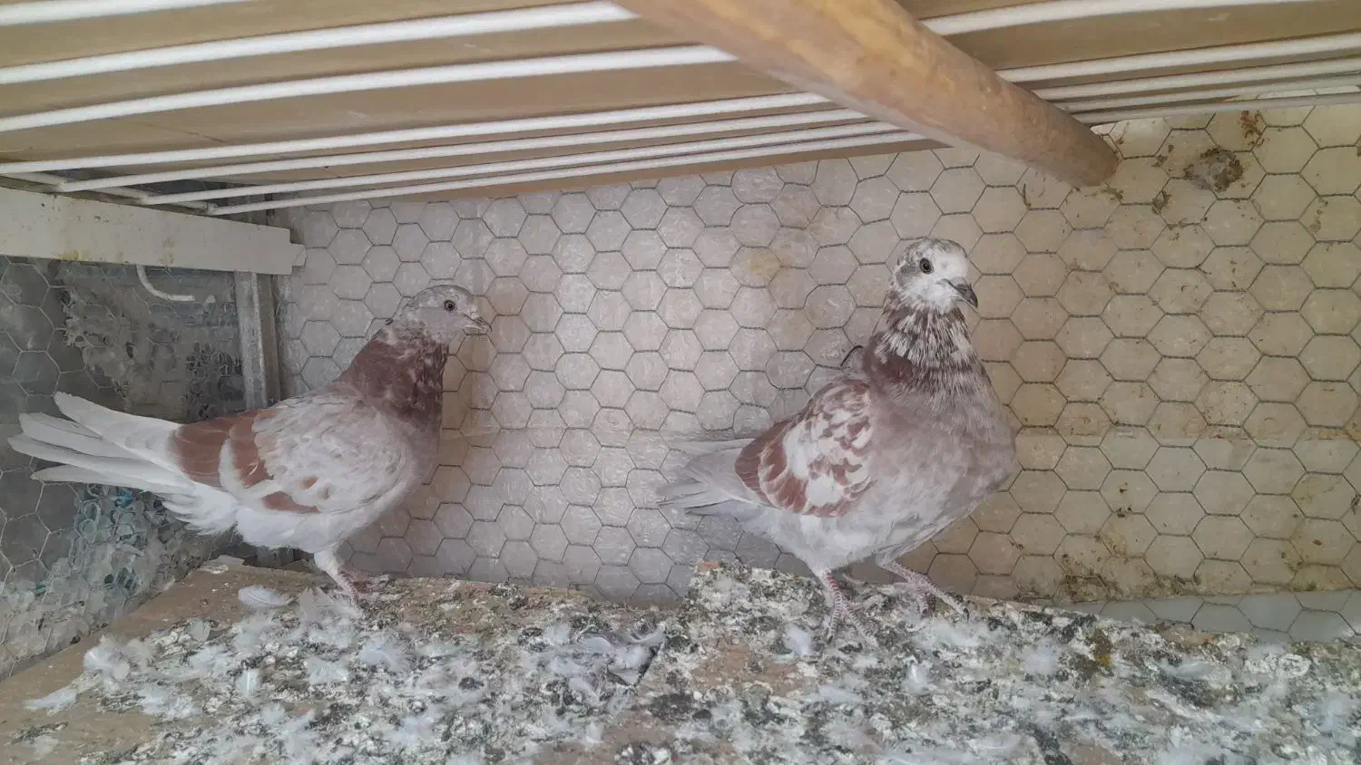 جفت کبوترپیس وقلمکاربپروبازیکن بامفلق هاشون|پرنده|شاهین‌شهر, حاجی آباد|دیوار