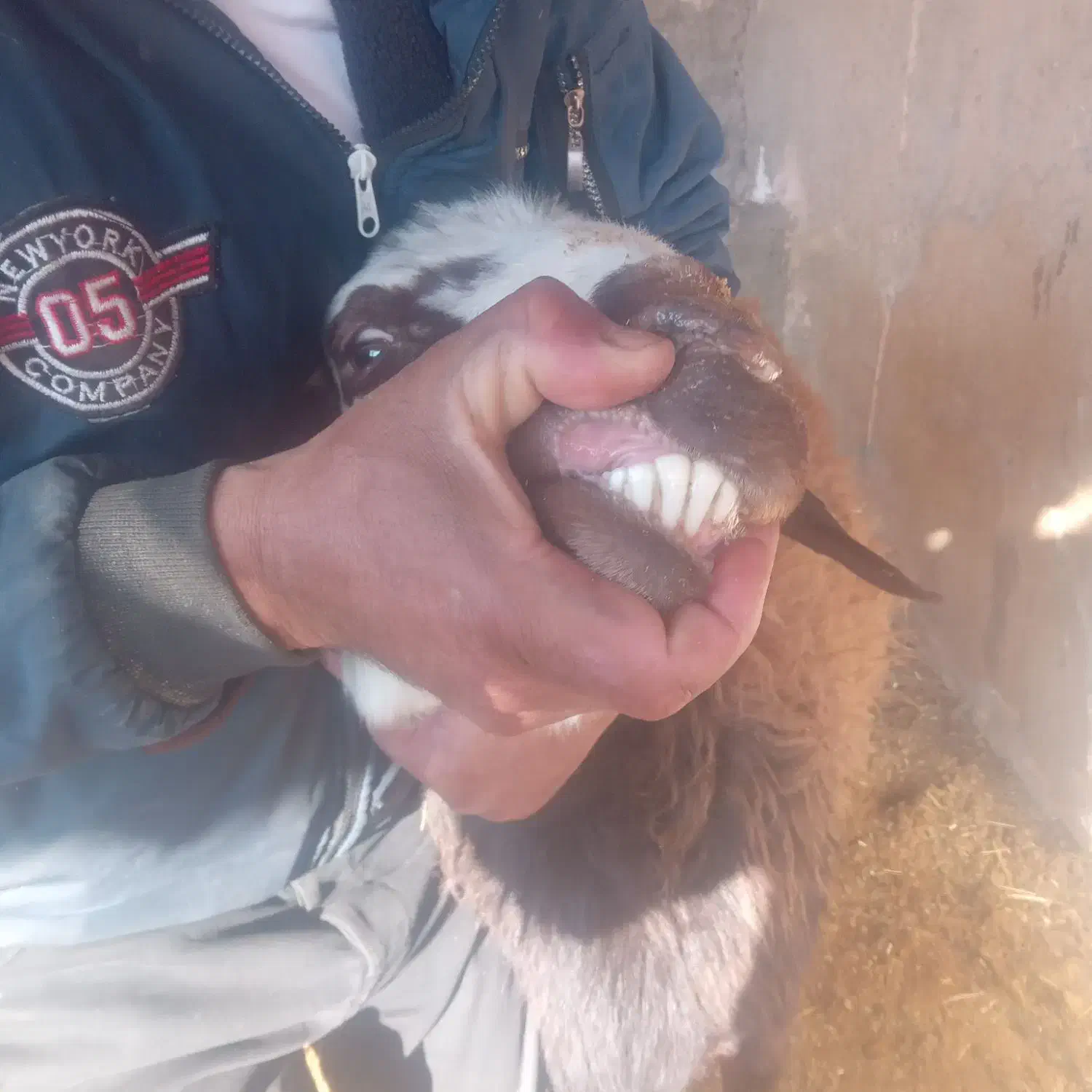 قوچ‌وبره‌نر|حیوانات مزرعه|نیشابور, ریوند|دیوار