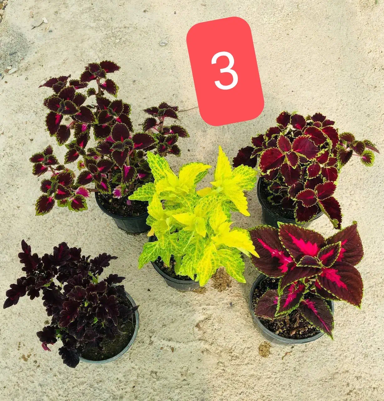 فروش پک گل اقتصادی ارسال رایگان|گل و گیاه طبیعی|قدس, شهرقدس|دیوار