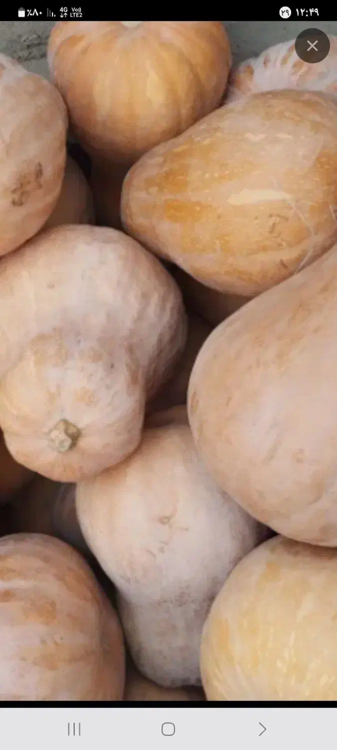 فروش کدو حلوایی درجه یک مشگین|خوردنی و آشامیدنی|مشگین شهر, |دیوار