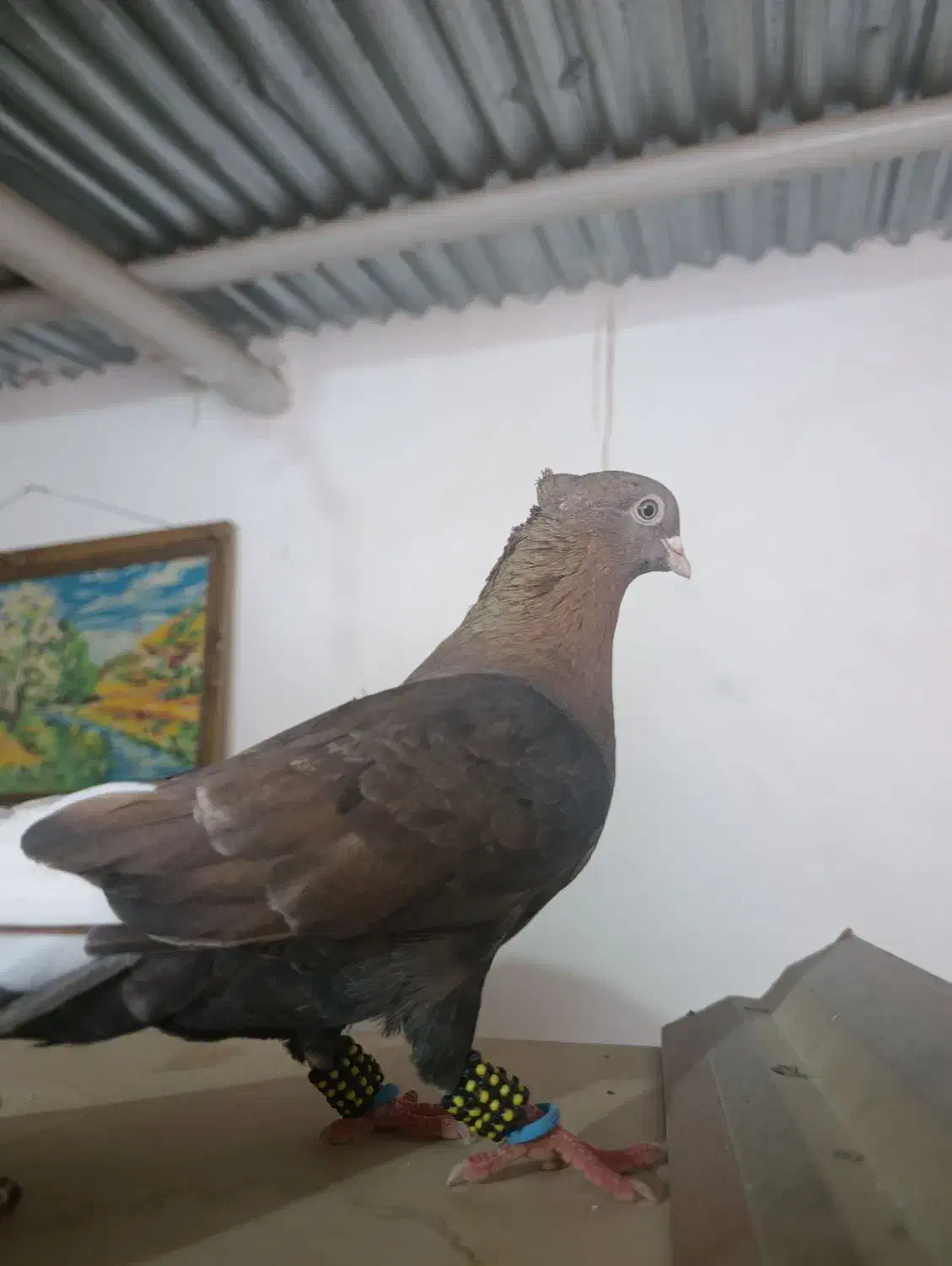 کبوتر|پرنده|مسجد سلیمان, |دیوار