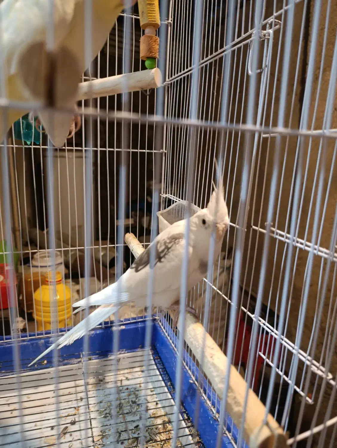 جفت عروس هلندی با قفس و پایه|پرنده|علیآباد کتول, |دیوار