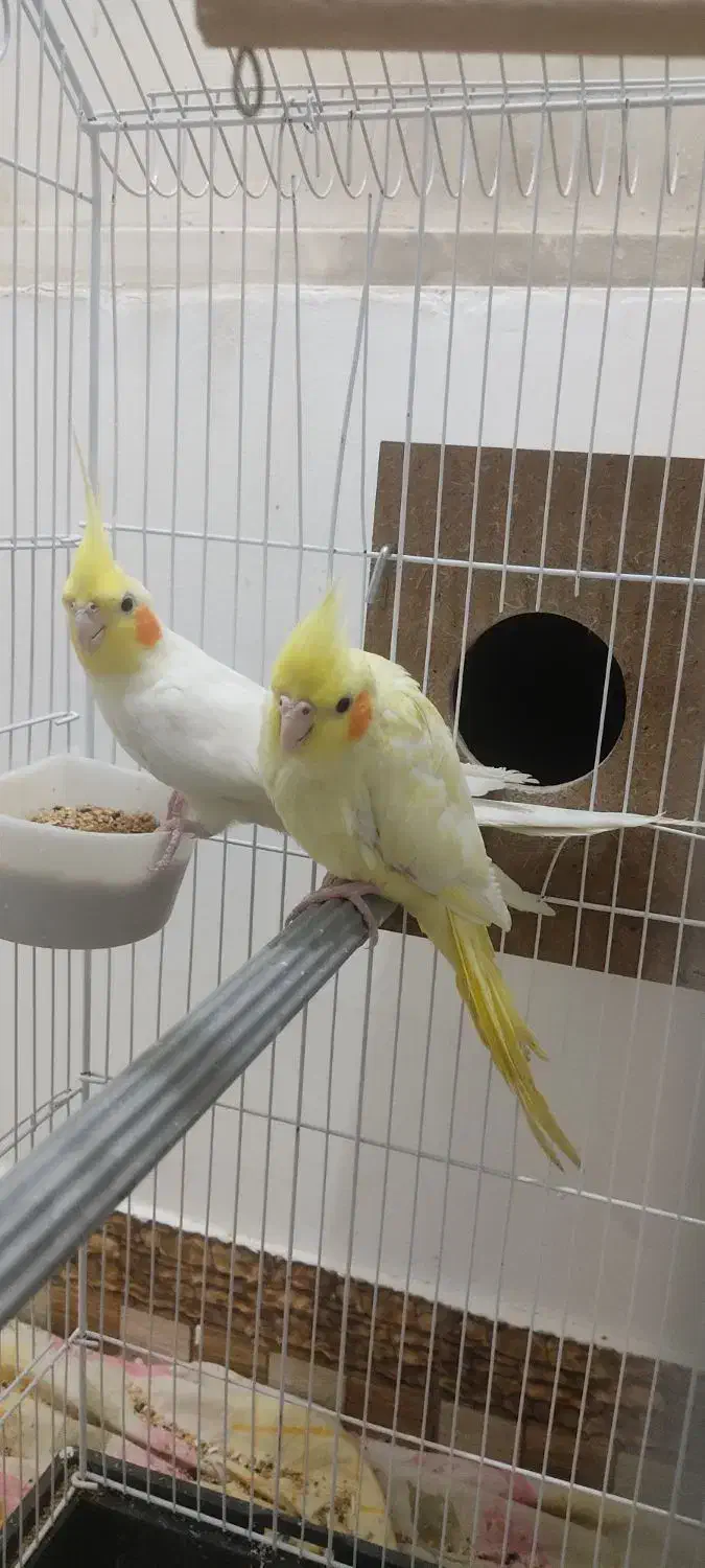 طوطی عروس هلندی نر وماده|پرنده|بهبهان, |دیوار