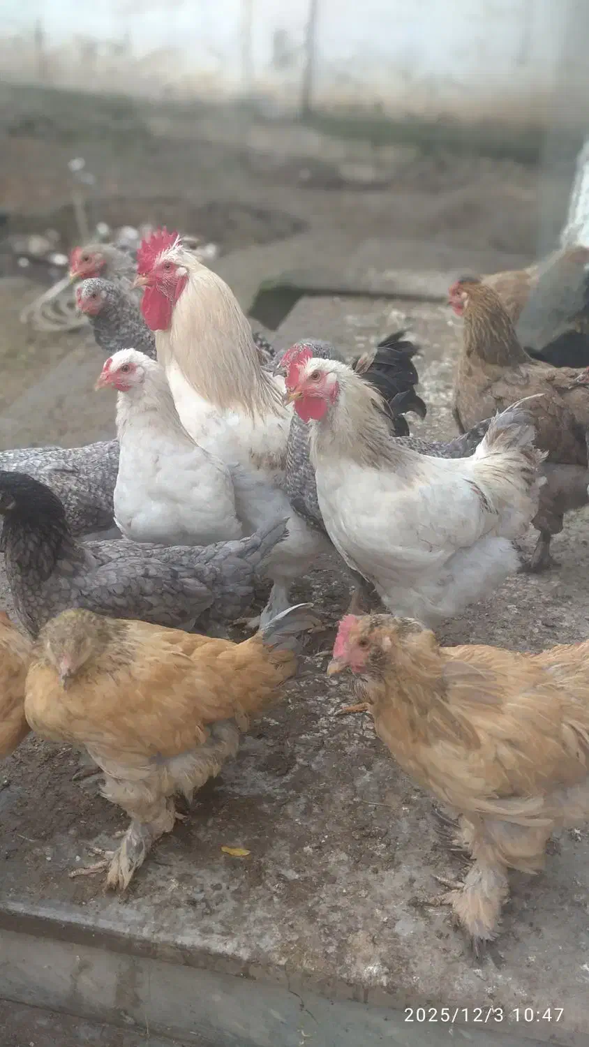 جوجه مرغ خروس پاپر|حیوانات مزرعه|بابکان, |دیوار