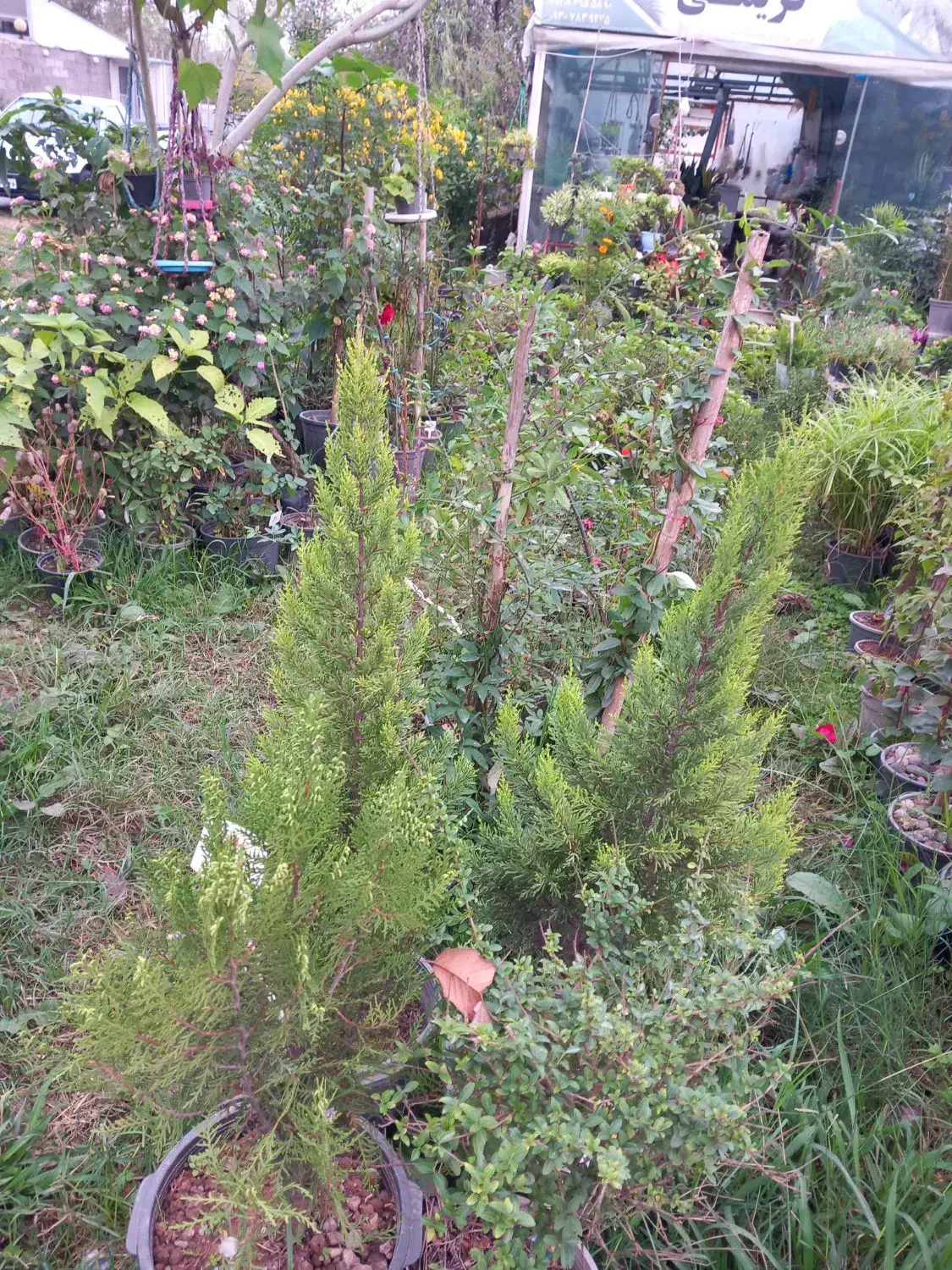 انواع گل های مختلف و اپارتمانی|گل و گیاه طبیعی|سنگر, |دیوار