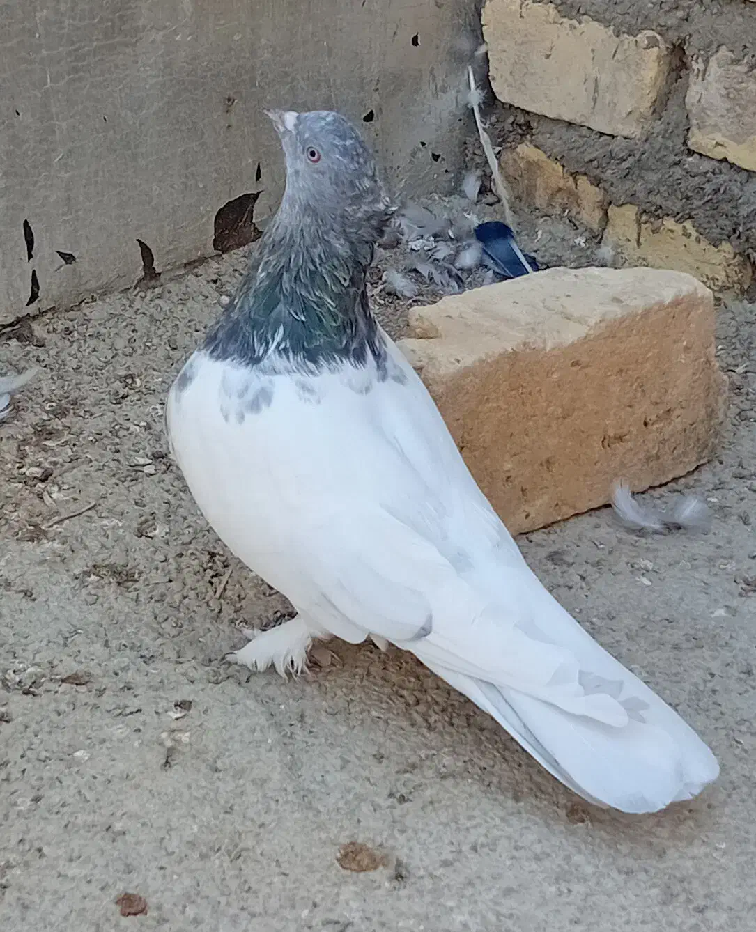 کله سبز.سیاه.جفت کله|پرنده|شیراز, میانرود|دیوار