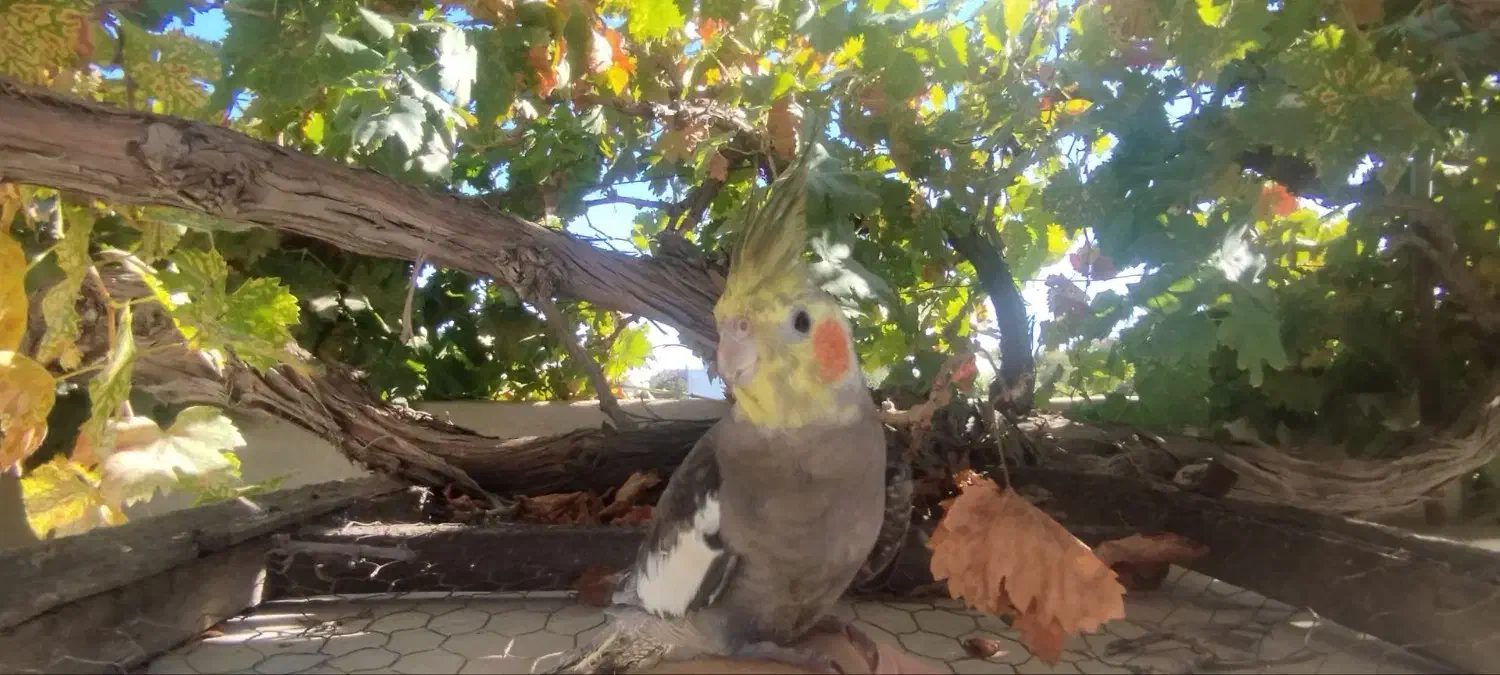 عروس هلندی گم شده|حیوانات|آشخانه, |دیوار