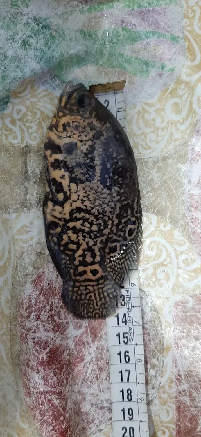 ماهی اسکار|ماهی|بندرعباس, |دیوار