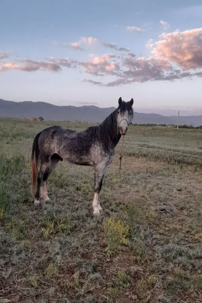 فروش اسب نریان عرب جوان|اسب و تجهیزات اسبسواری|زنجان, |دیوار