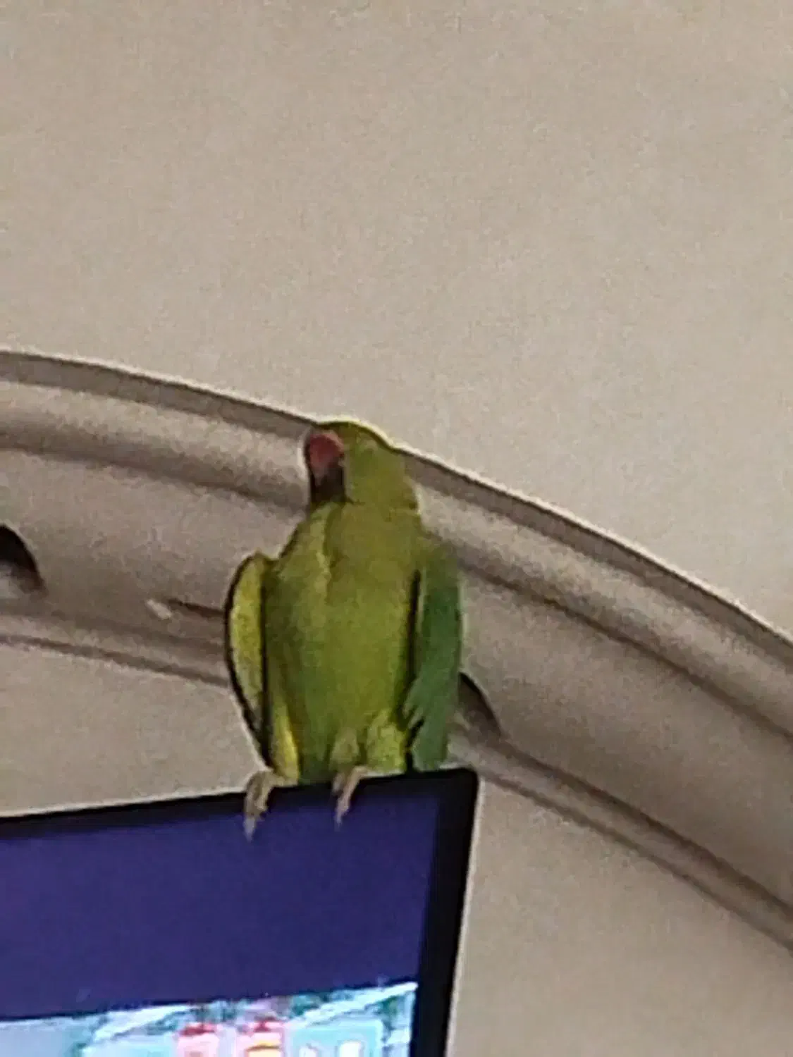 طوطی ملنگو با قفس|پرنده|محمدشهر, محمدشهر|دیوار