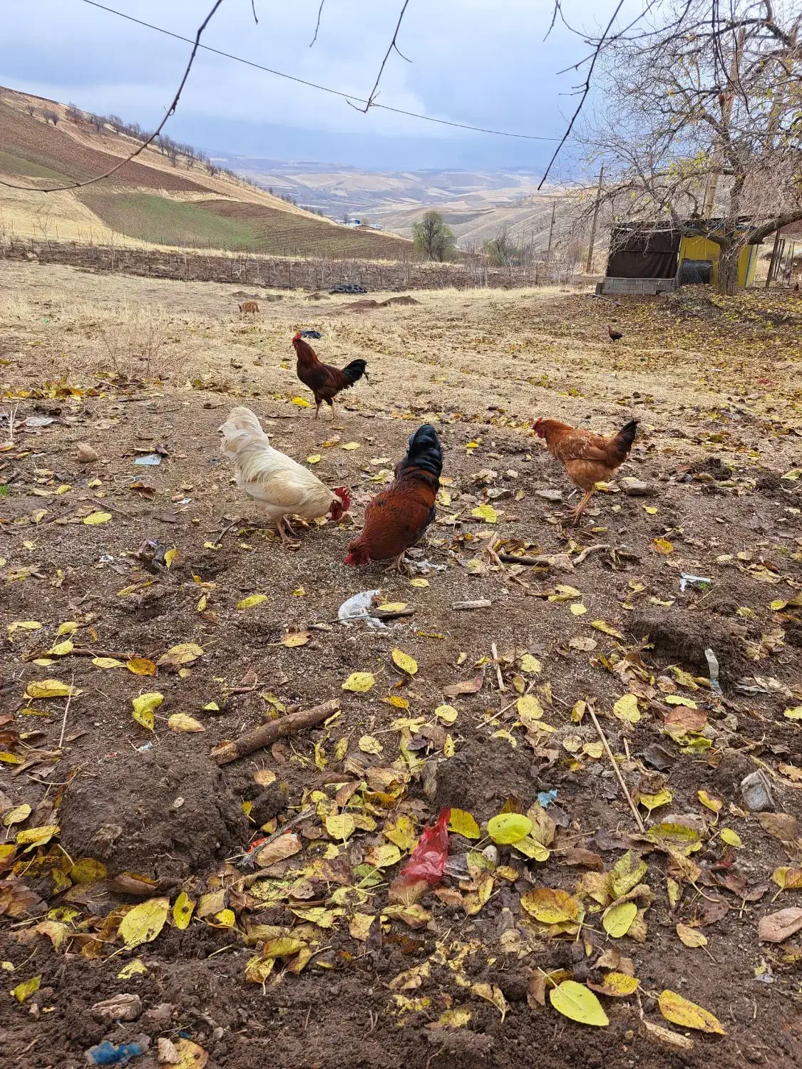 خروس کردی محلی|حیوانات مزرعه|جوانرود, |دیوار