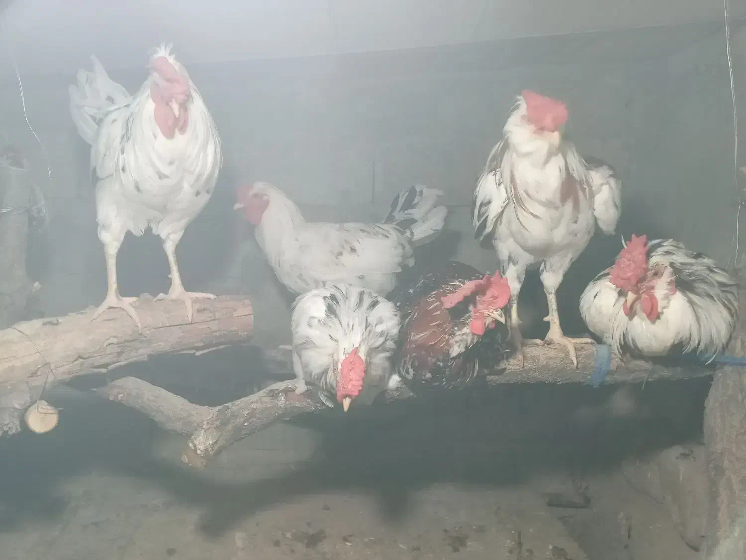 مرغ خروس های تازه محلی وبرهماو گلین چل تاج پنگوئنی|حیوانات مزرعه|اسکو, |دیوار