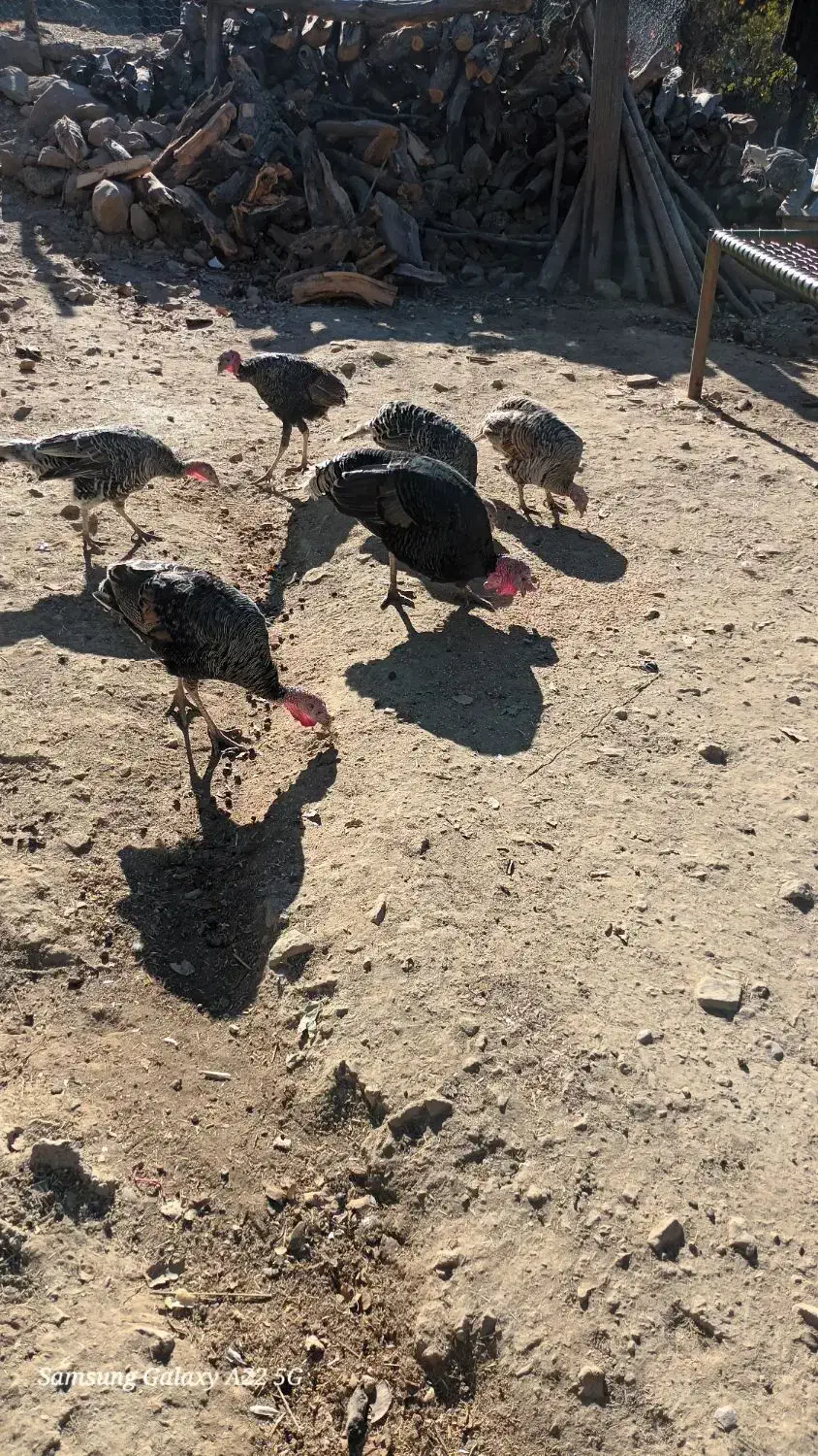 بوقلمون|حیوانات مزرعه|بازفت, |دیوار