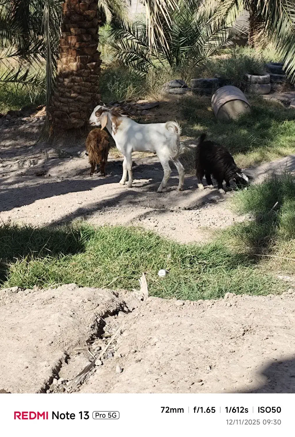 فروش گوسفند|حیوانات مزرعه|نرماشیر, |دیوار