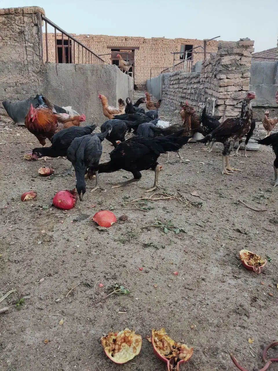جوجه مرغ و خروس لاری|حیوانات مزرعه|مشهد, امیریه|دیوار
