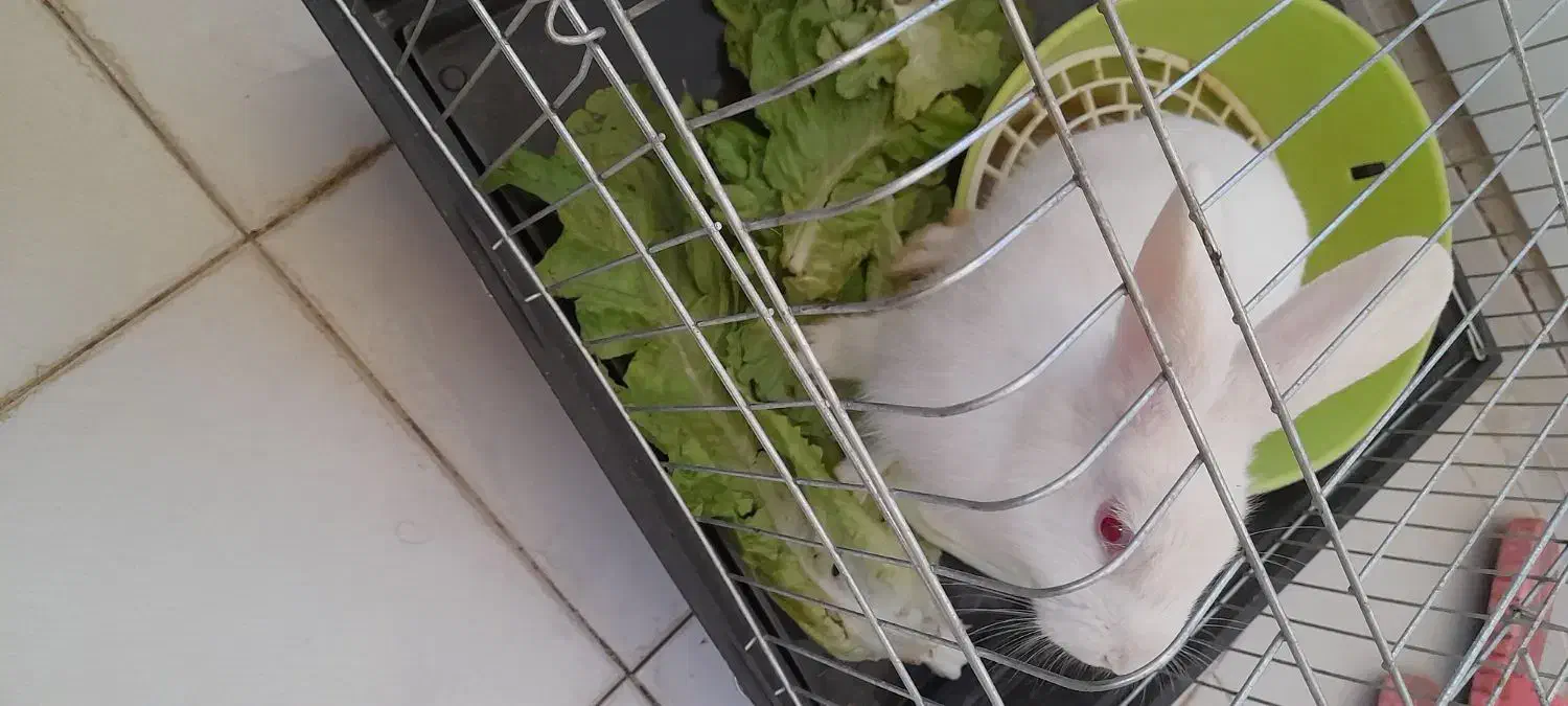 بچه خرگوش سفید|موش و خرگوش|قم, باغ شازده|دیوار