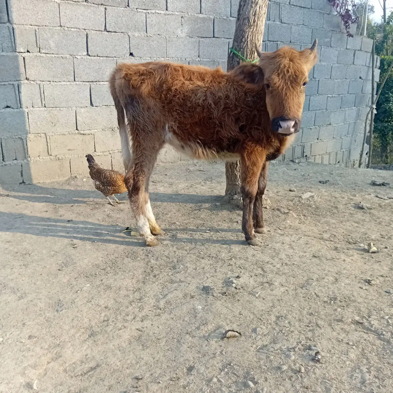 حیوانات مزرعه|حیوانات مزرعه|سیاهکل, |دیوار