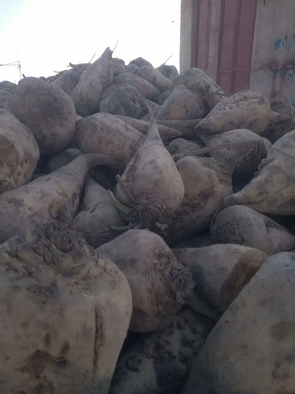 فروش چغندر قند|لوازم جانبی حیوانات|فامنین, |دیوار