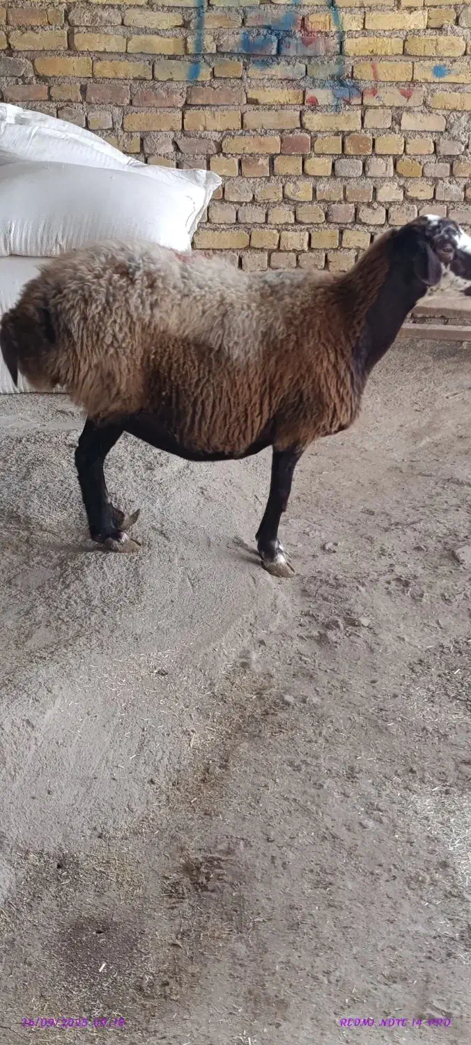 راسته گوشتی|حیوانات مزرعه|کرج, فاز ۳ گوهردشت|دیوار