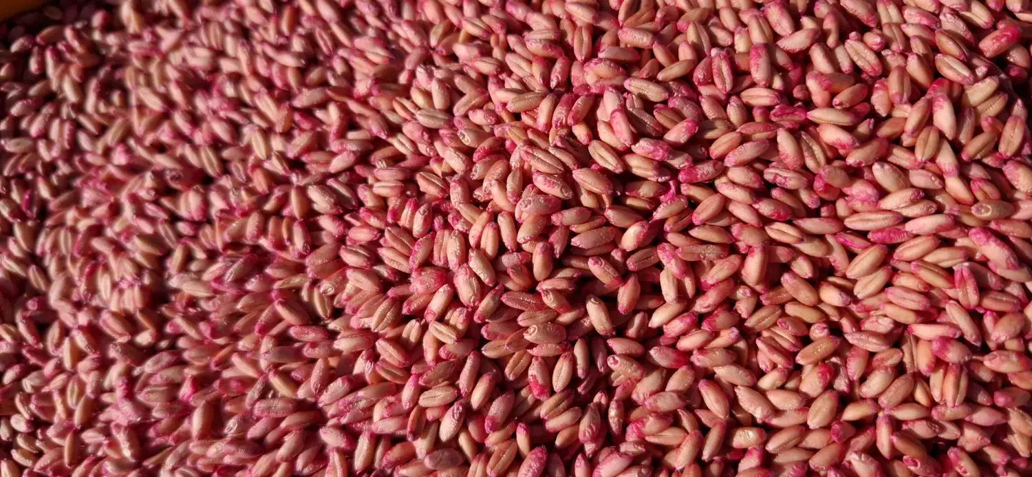 گندم بذر آذر ۲|گل و گیاه طبیعی|کوزران, |دیوار