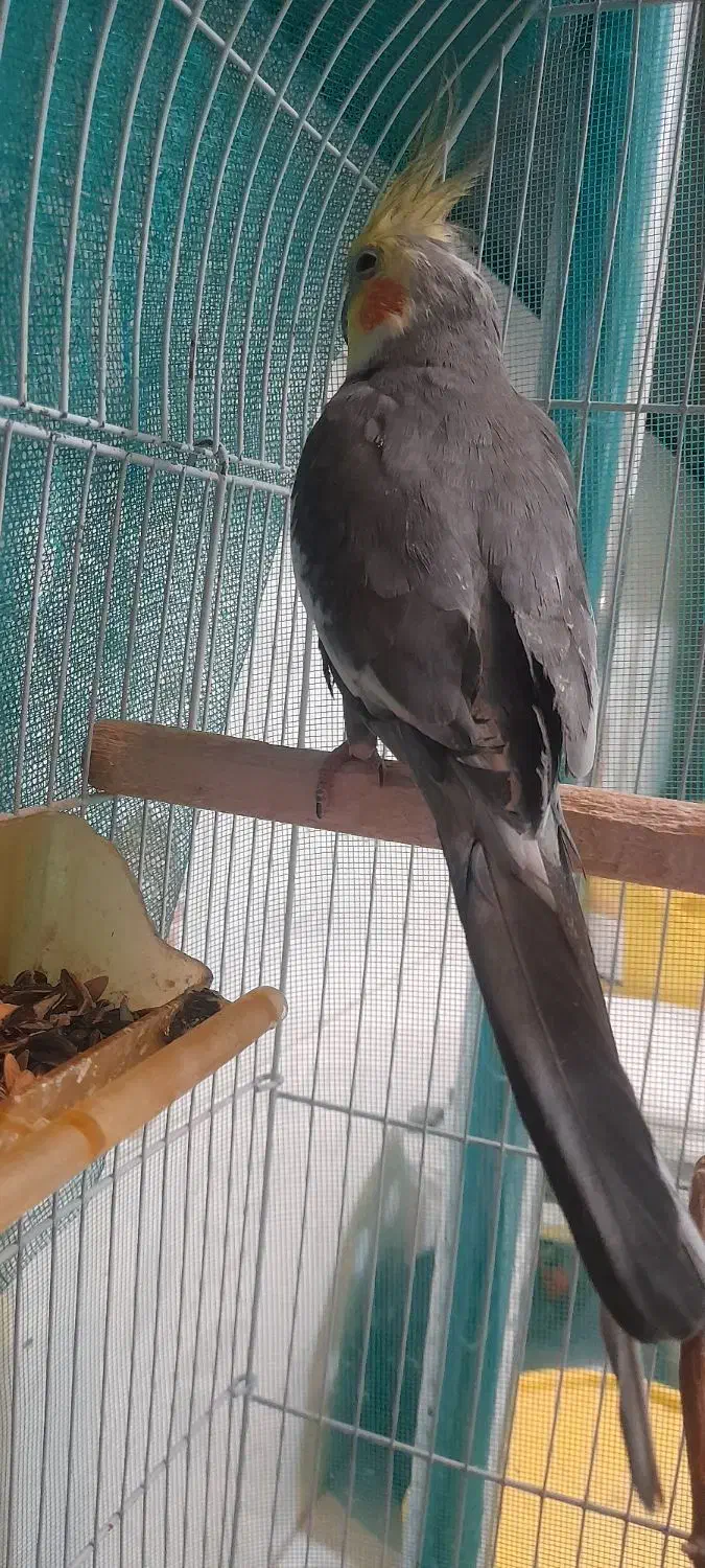 عروس هلندی|پرنده|قوچان, |دیوار