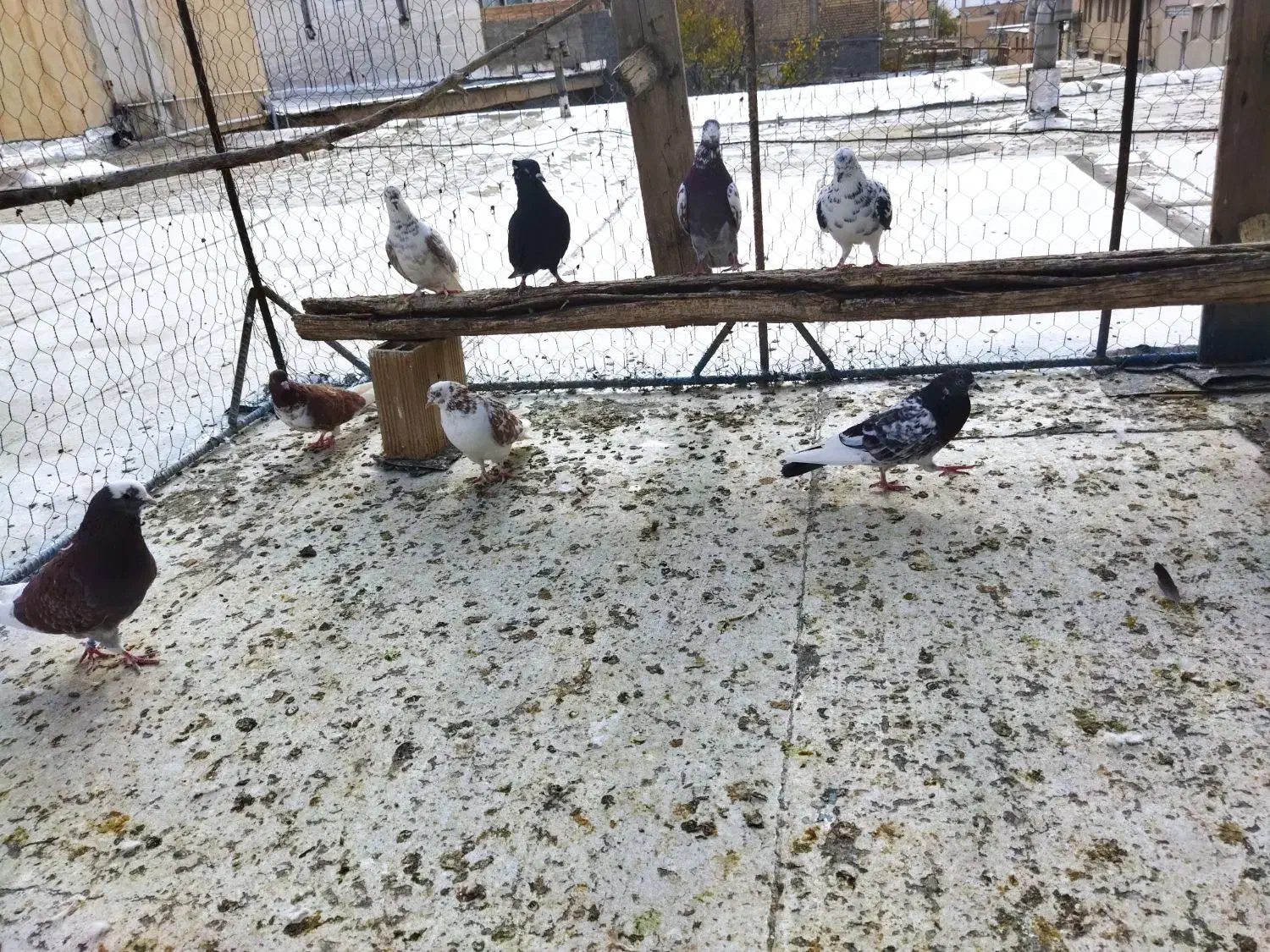 کبوتر تهرانی|پرنده|ملکشاهی, |دیوار