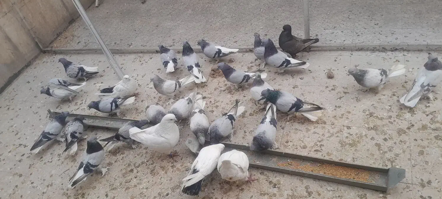 سبز دم سفید|پرنده|تهران, مینای شمالی (مخبر)|دیوار