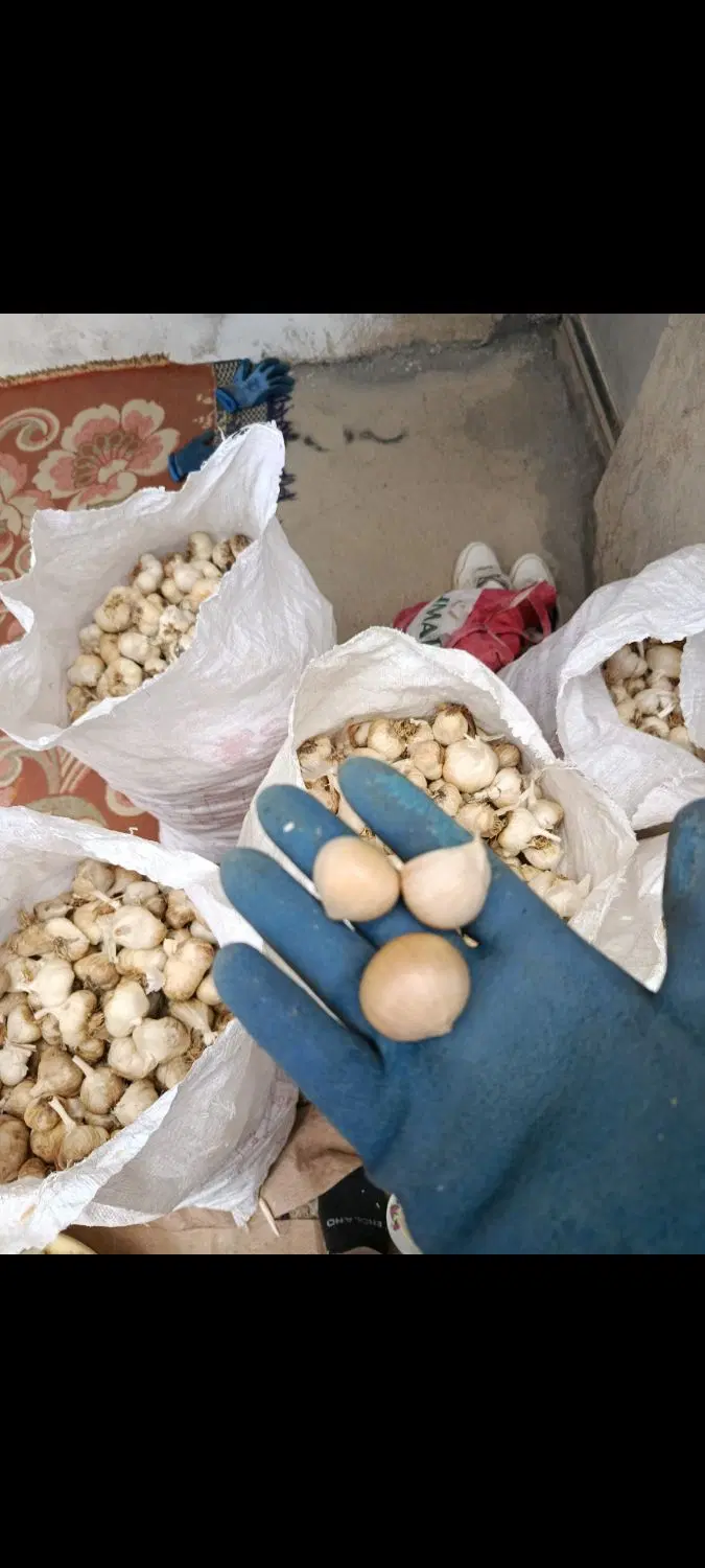 سیر|خوردنی و آشامیدنی|کرمانشاه, |دیوار
