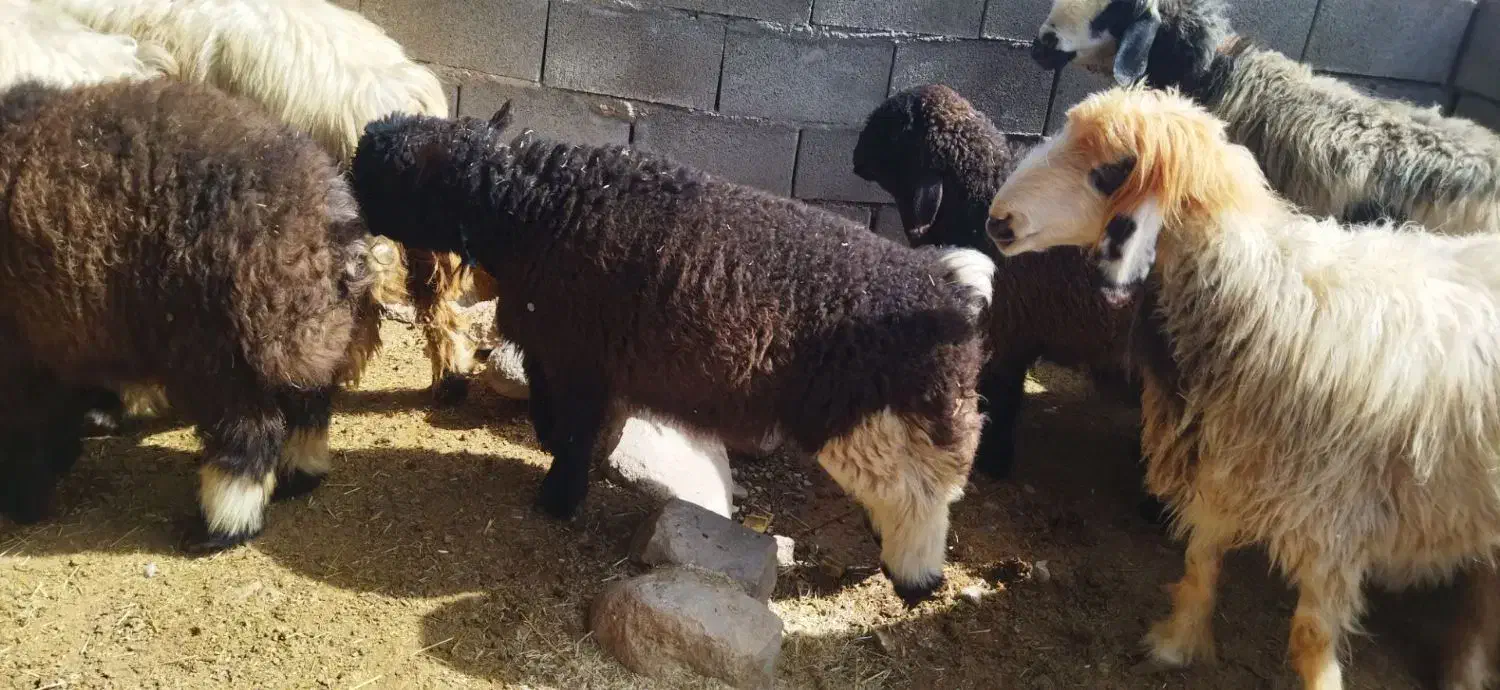 بره|حیوانات مزرعه|گتوند, |دیوار