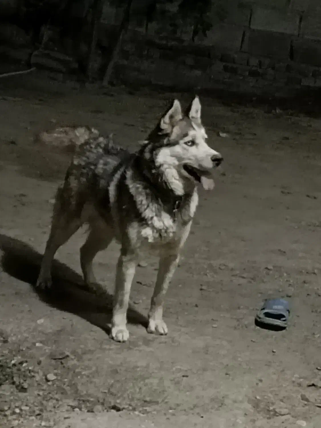 هاسکی|سگ|اسدآباد, |دیوار