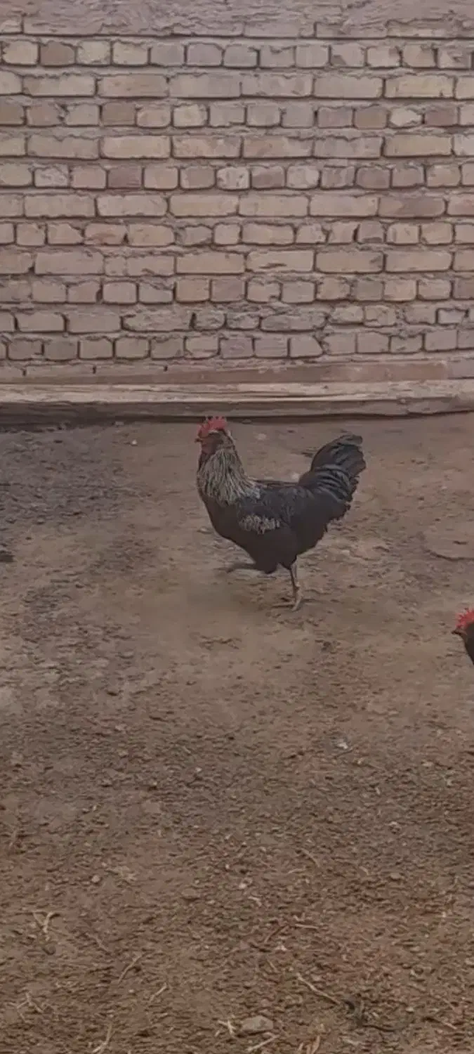 یک عدد خروس مرندی|حیوانات مزرعه|شاهنجرین, |دیوار