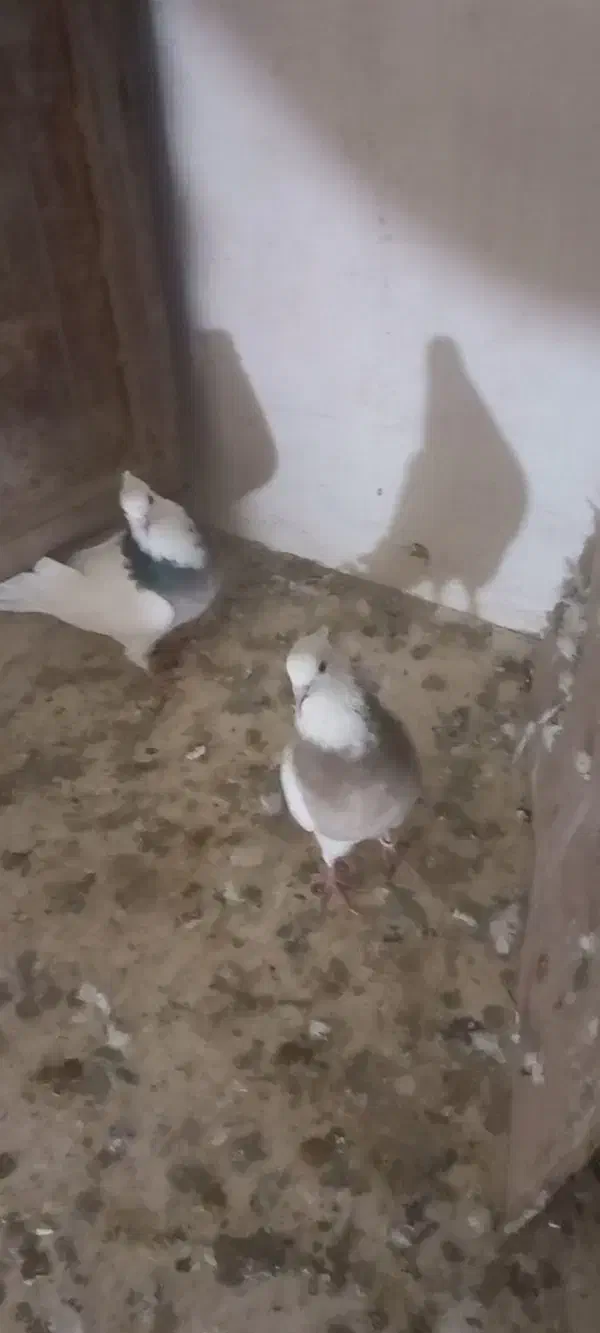 دوعدد طوقی کاکلی|پرنده|لالجین, |دیوار