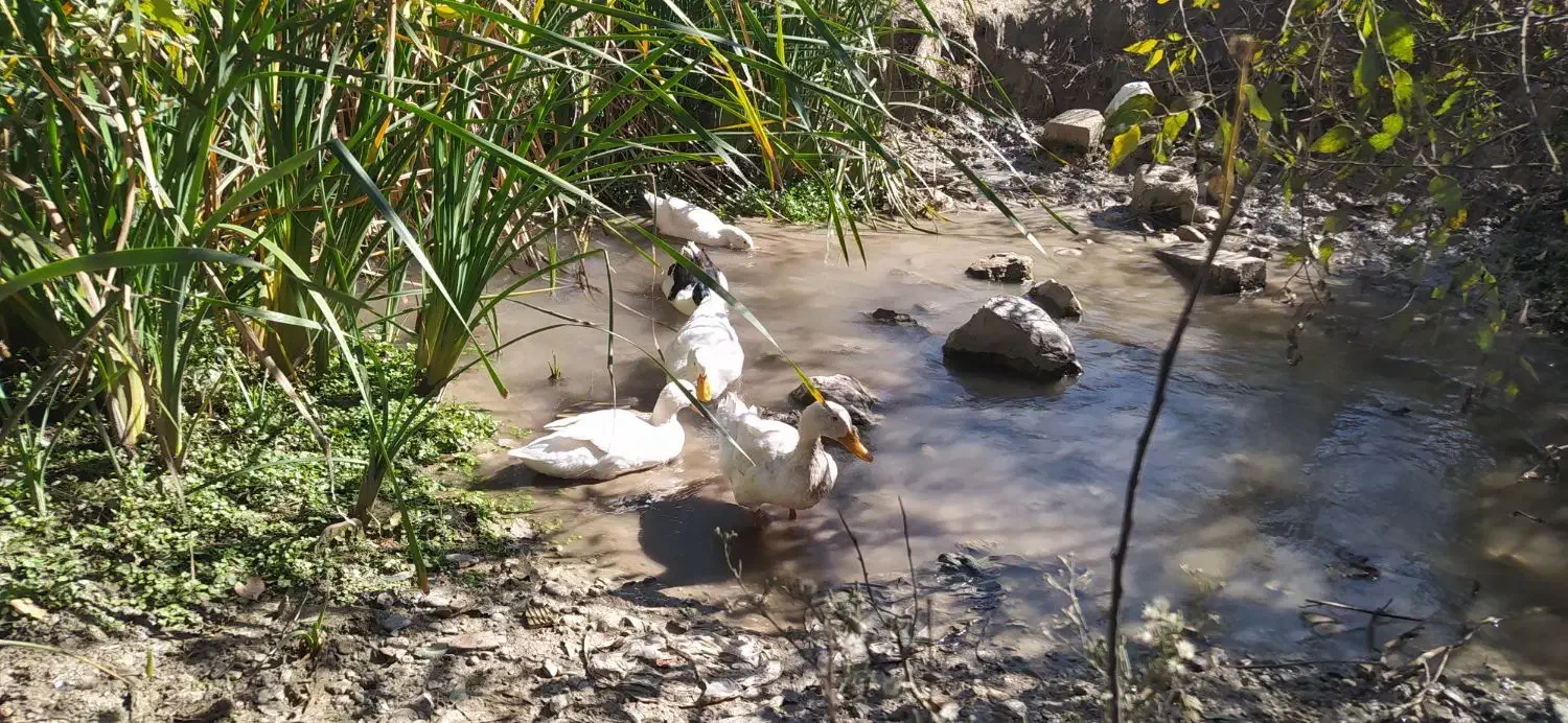 اردک سالم|حیوانات مزرعه|دشت ذهاب, |دیوار