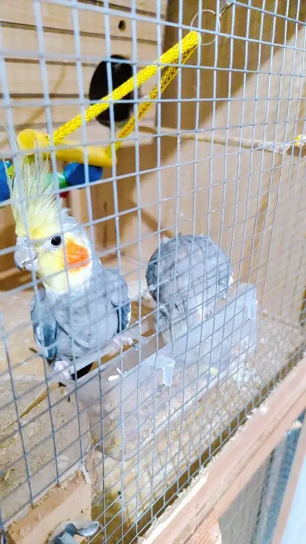 عروس هلندی سینامون با ((فنچ))|پرنده|اسلام‌شهر, بهرام آباد|دیوار