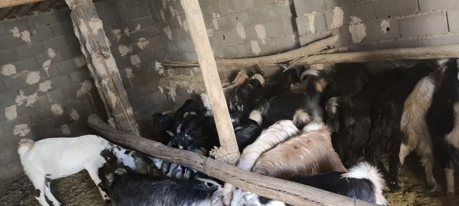 کهره نر و ماده|حیوانات مزرعه|لردگان, |دیوار