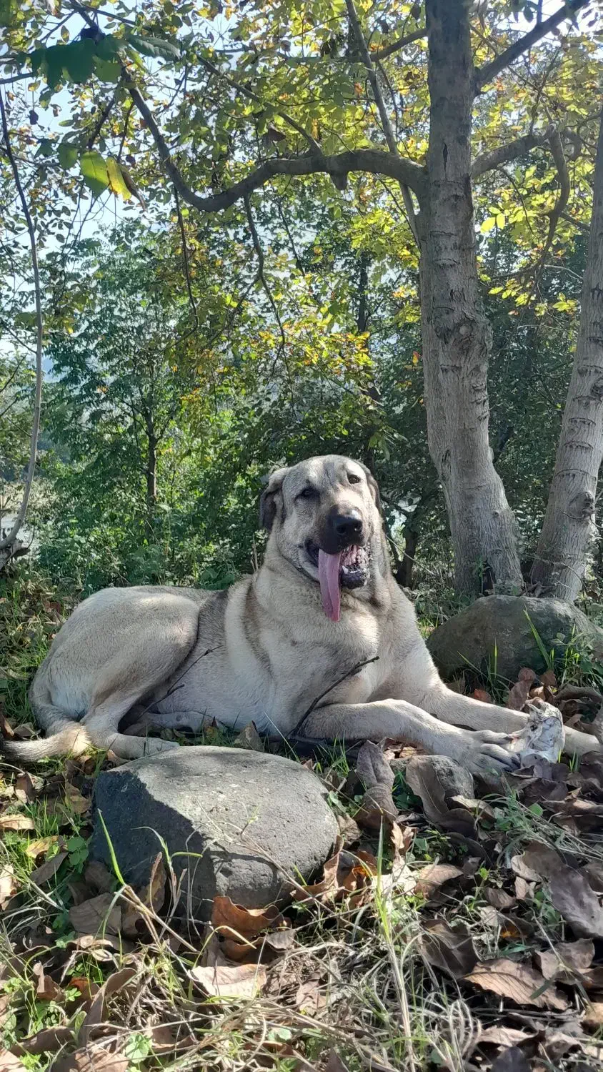 واگذاری ماده پژدر کردی عراقی اصیل|سگ|رودسر, |دیوار