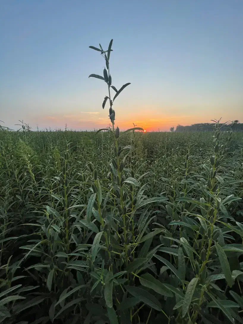 اجاره ی متور برقی هشت انچ آب و۲۵هکتار زمین مرغوب|اجارهٔ دفتر صنعتی، کشاورزی، تجاری|رودبار (کرمان), |دیوار