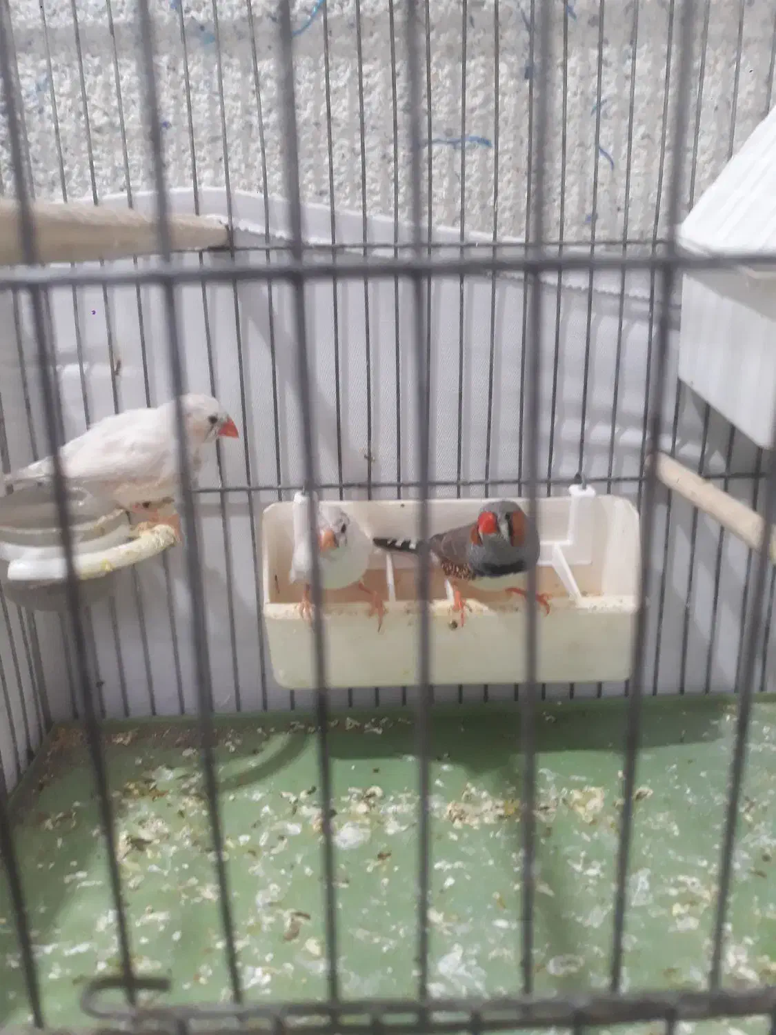 فنچ|پرنده|تهران, زرکش|دیوار