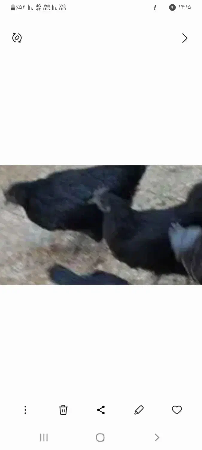 مرغ سیاه تخم گذار|حیوانات مزرعه|قهدریجان, |دیوار