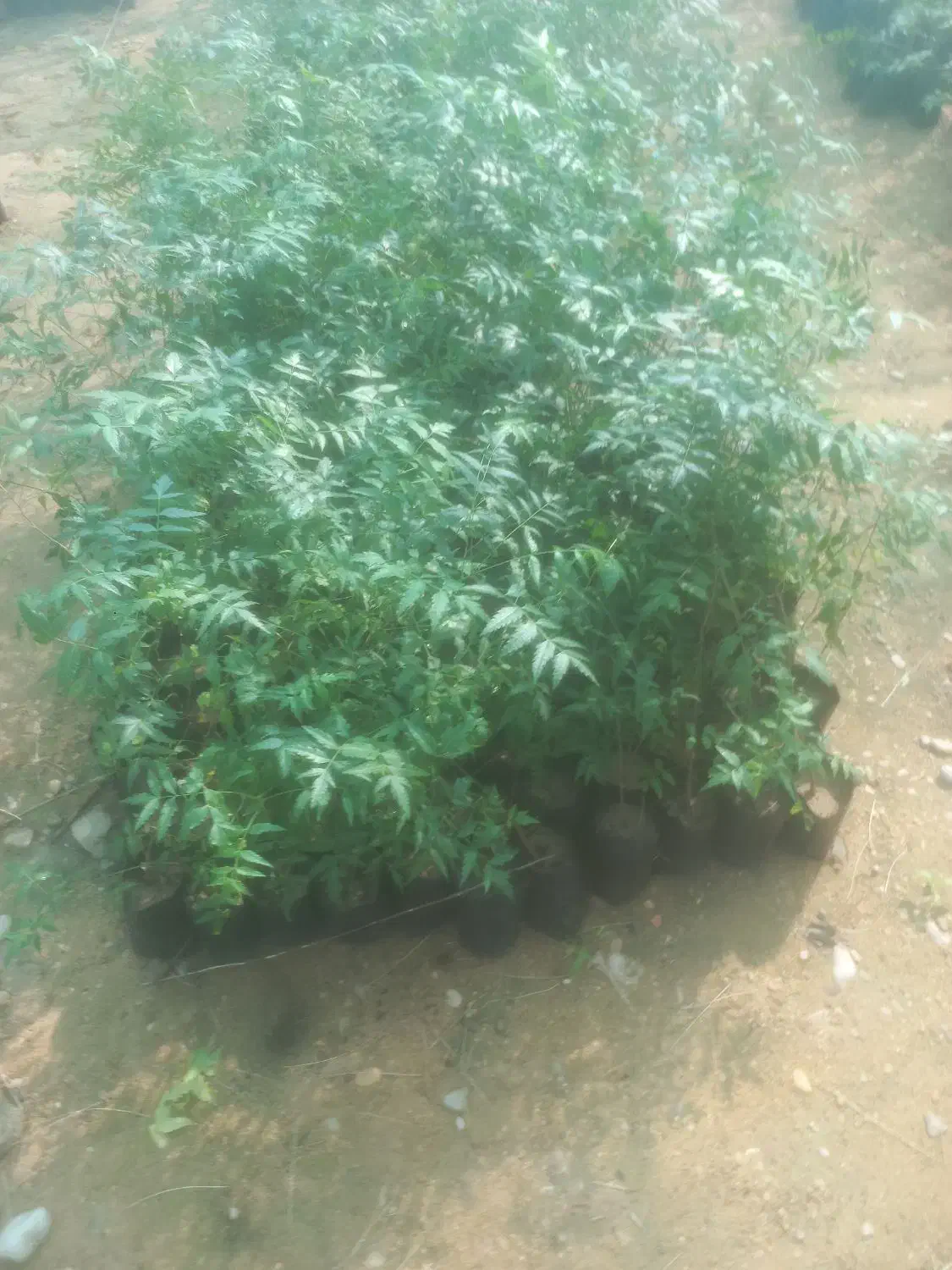 کار گر باغبان|خدمات باغبانی و درختکاری|بندرعباس, |دیوار