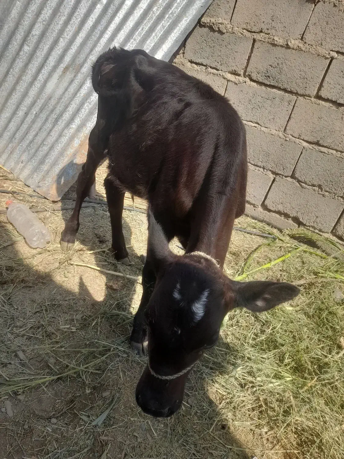 گوساله فروشی|حیوانات مزرعه|ارزوئیه, |دیوار