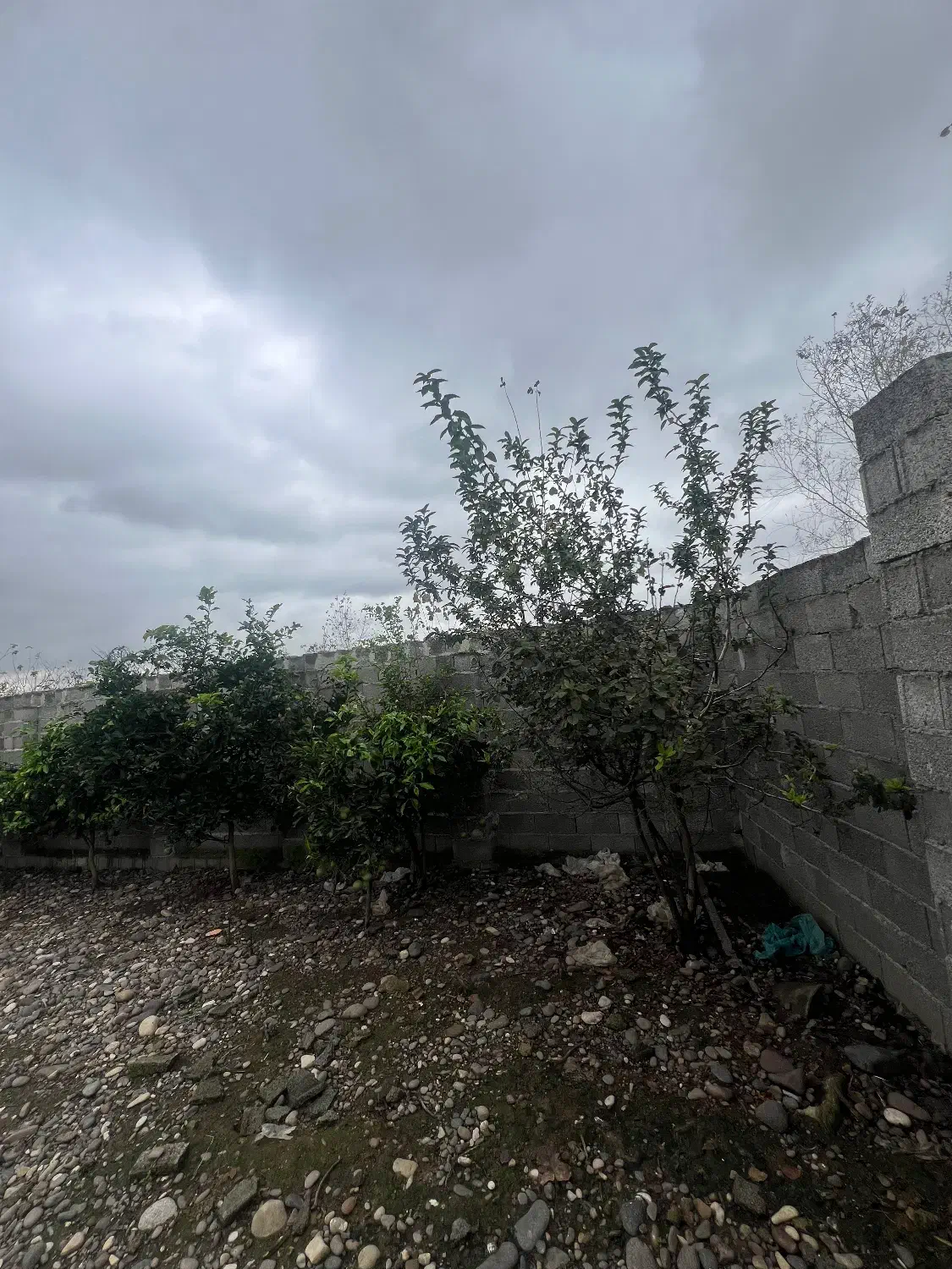 فروش زمین ۱۸۰ متری آلمان|فروش زمین و ملک کلنگی|رشت, فرودگاه سردار جنگل رشت|دیوار