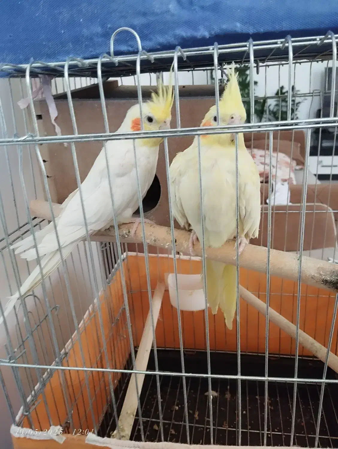 عروس هلندی|پرنده|شیراز, شهرک کوشکک|دیوار