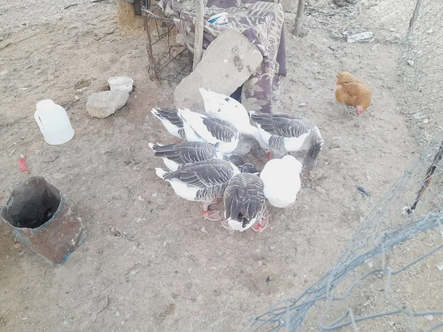 فروش غاز سالم و چاق ۸ عدد|حیوانات مزرعه|آبدانان, |دیوار