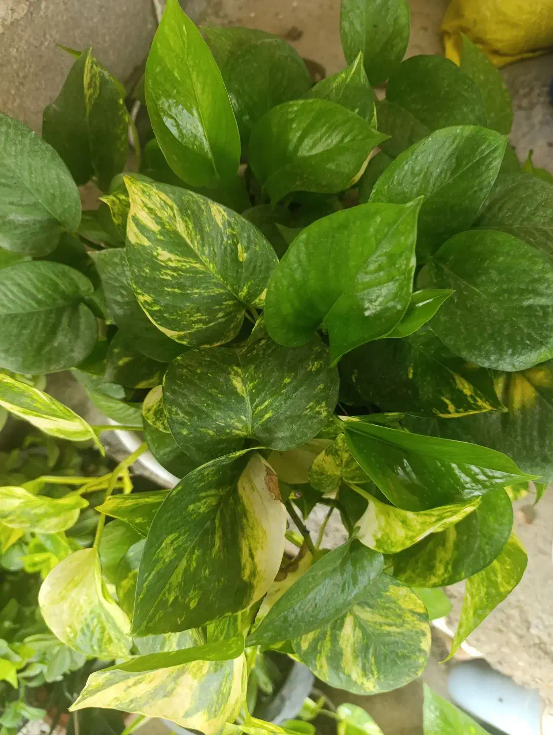 فروش به گل خونه|گل و گیاه طبیعی|گنبد کاووس, |دیوار